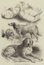Prize Poultry and Dogs at the Birmingham Show
